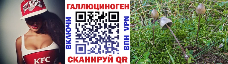 Псилоцибиновые грибы Psilocybine cubensis  Воронеж 